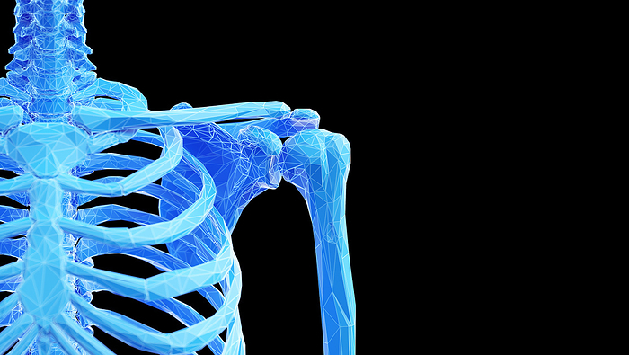 Shoulder bones, illustration Shoulder bones, illustration., by SEBASTIAN KAULITZKI SCIENCE PHOTO LIBRARY