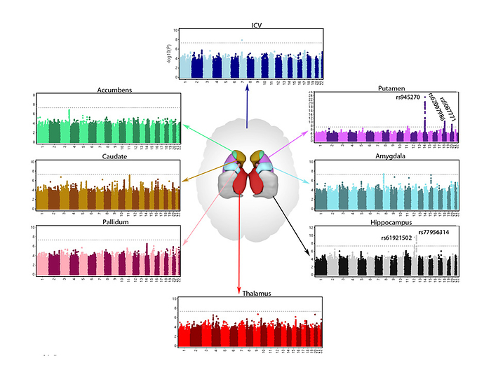 Genetic influences on brain structure, illustration Charts showing genetic influences on brain structure. The charts are colour coded to their respective brain structures shown at centre. The charts show the positions of genes  x axis  and the evidence for association  y axis  for each common genetic variant that influences brain volume., by MARK AND MARY STEVENS NEUROIMAGING AND INFORMATICS INSTITUTE SCIENCE PHOTO LIBRARY