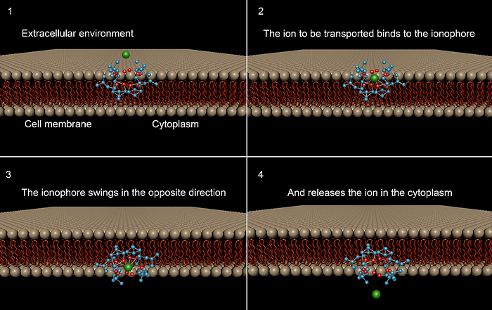 Ion transport across cell membrane, illustration Illustration demonstrating the process of ion transport across a cell membrane by a transporter in four stages. A transporter is a transmembrane protein that moves ions across a membrane to accomplish various biological functions including cellular communication and energy production. Proteins involved in moving ions are called ionophores. Step 1 shows an ionophore  blue and red  in a cell membrane in the vicinity of an ion  green . Step 2 shows the ion binding to the ionophore. Step 3 shows the ionophore switching to the opposite direction. Step 4 shows the ionophore releasing the ion into the cytoplasm., by FRANCIS LEROY, BIOCOSMOS SCIENCE PHOTO LIBRARY