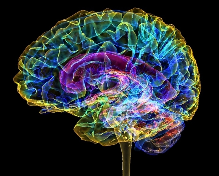 Human brain, 3D MRI scan Coloured 3D magnetic resonance imaging  MRI  scan of a healthy human brain. The front of the brain is at left. The ventricles are purple, the cerebral cortex is yellow and green and the cerebellum is red and blue., by K H FUNG SCIENCE PHOTO LIBRARY