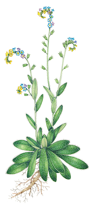 Changing forget me not  Myosotis discolor , illustration Changing forget me not  Myosotis discolor  flowers, illustration., by LIZZIE HARPER SCIENCE PHOTO LIBRARY