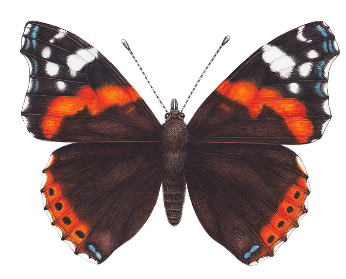 Red admiral butterfly, illustration Red admiral butterfly  Vanessa atalanta , illustration., by LIZZIE HARPER SCIENCE PHOTO LIBRARY