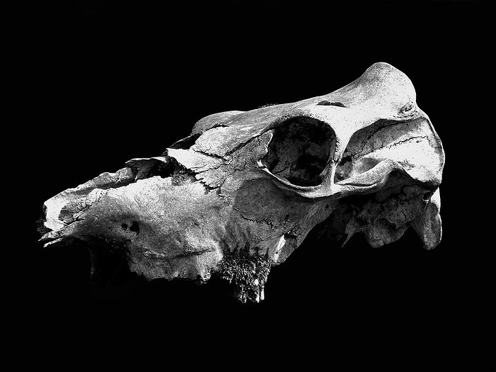 monochrome image of an old weathered cow skull with cracked bone and moss on a black background monochrome image of an old weathered cow skull with cracked bone and moss on a black background, by Zoonar Philip Opensh