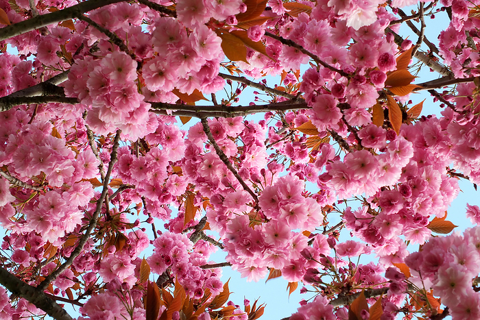 soft pink cherry blossom flowers on a tree surrounded by leaves and branches against a blue sunlit spring sky soft pink cherry blossom flowers on a tree surrounded by leaves and branches against a blue sunlit spring sky, by Zoonar Philip Opensh