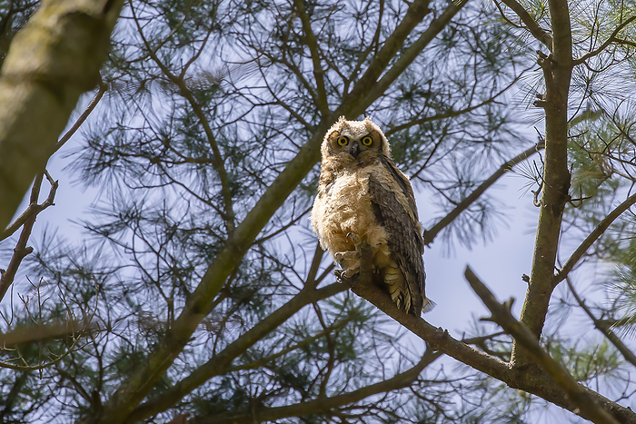 Young great horned owl  Bubo virginianus   Young great horned owl  Bubo virginianus  , by Zoonar Karel Denny