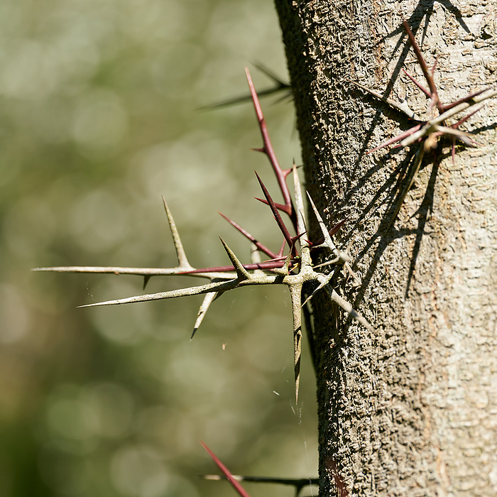 Close up of thorns of gleditschie, honey locust, gleditsia in park Close up of thorns of gleditschie, honey locust, gleditsia in park, by Zoonar HEIKO KUEVERL