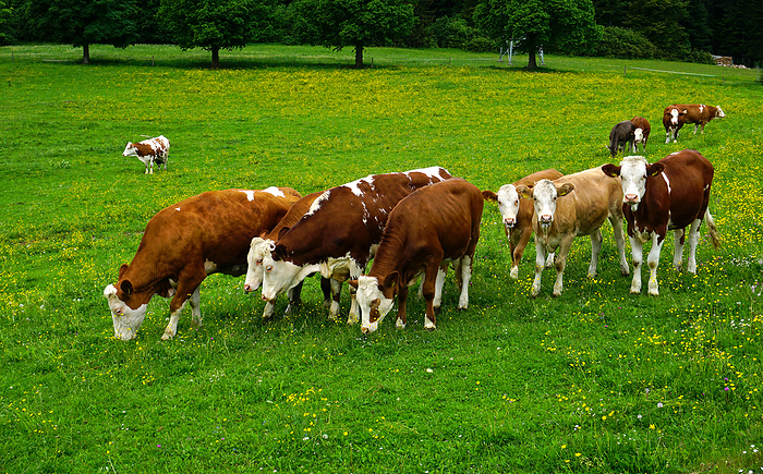 Grazing cattle, herd of cows Grazing cattle, herd of cows, by Zoonar J rgen Vogt