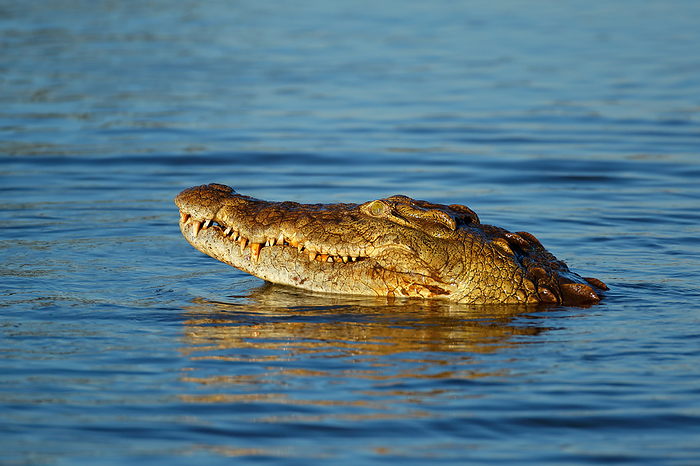 Portrait of a large Nile crocodile  Crocodylus niloticus  in water Portrait of a large Nile crocodile  Crocodylus niloticus  in water, by Zoonar Nico Smit