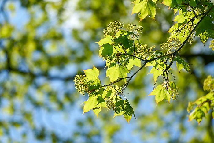 in Europe rare Cappadocian maple, Acer cappadocicum with inflorescence and young leaves in Europe rare Cappadocian maple, Acer cappadocicum with inflorescence and young leaves, by Zoonar HEIKO KUEVERL