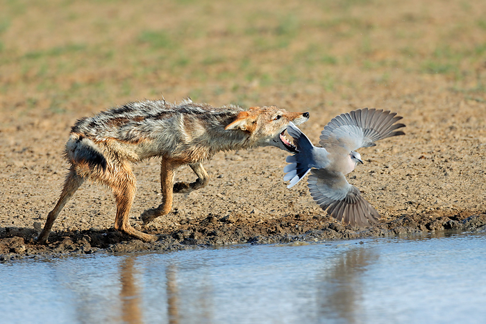 A black backed jackal  Canis mesomelas  hunting a dove A black backed jackal  Canis mesomelas  hunting a dove, by Zoonar Nico Smit