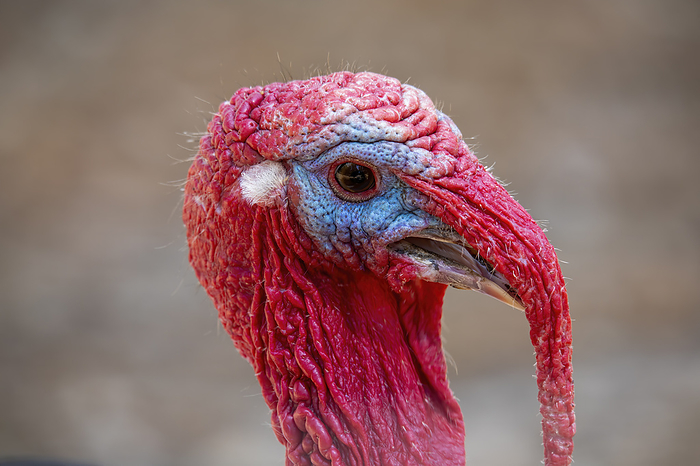 Close up of the head of a domestic turkey   male. Close up of the head of a domestic turkey   male., by Zoonar KAREL BOCK
