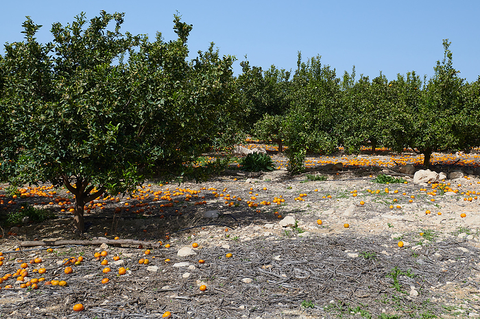 Food waste at orange harvest on plantation Food waste at orange harvest on plantation, by Zoonar XXLPhoto