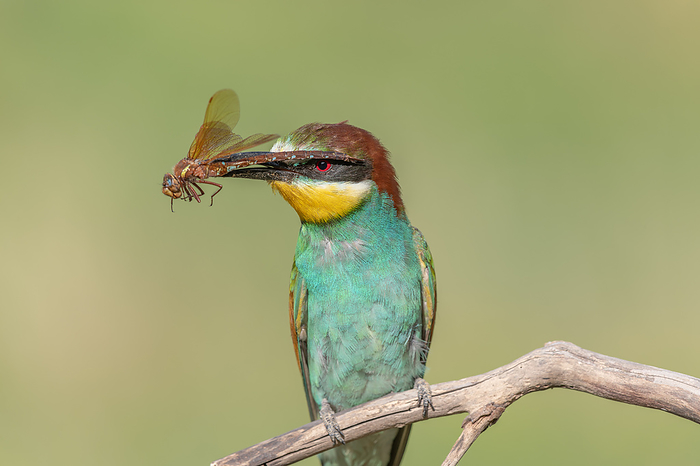 European Bee eater  Merops apiaster  perched on branch with a dragonfly in its beak. European Bee eater  Merops apiaster  perched on branch with a dragonfly in its beak., by Zoonar christian d 