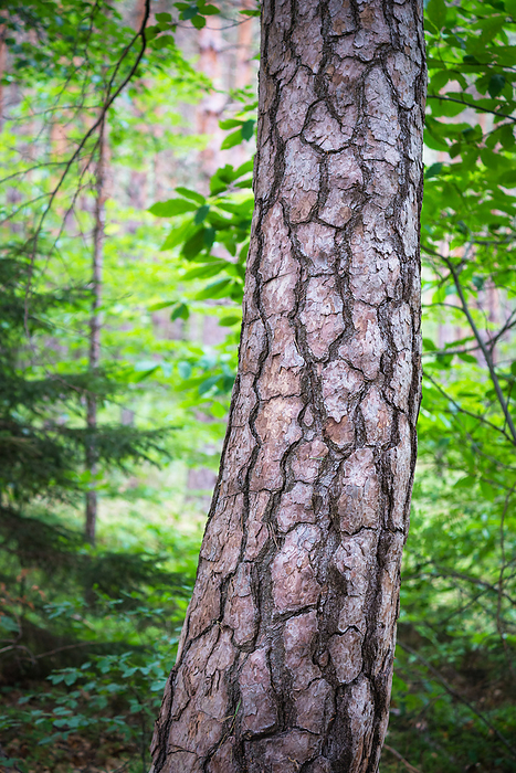 texture of a bark of a tree texture of a bark of a tree, by Zoonar Ewald Fr