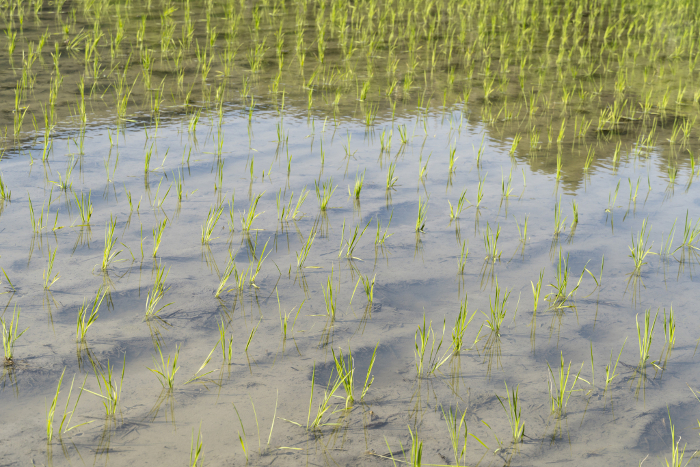 Paddy field after rice planting