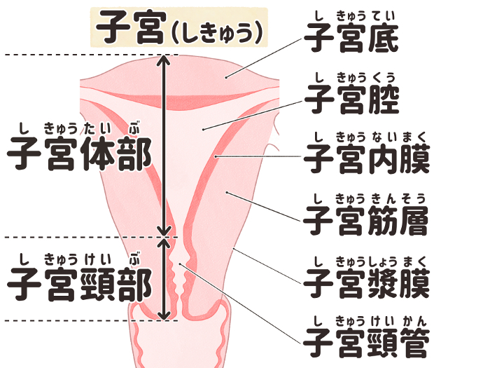 Japanese Illustration of the Uterus Easy-to-Understand Anatomy of the Human Body