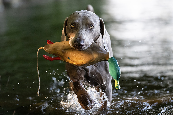 weimaraner fetching from water weimaraner fetching from water, by Zoonar CHRISTIANE WE