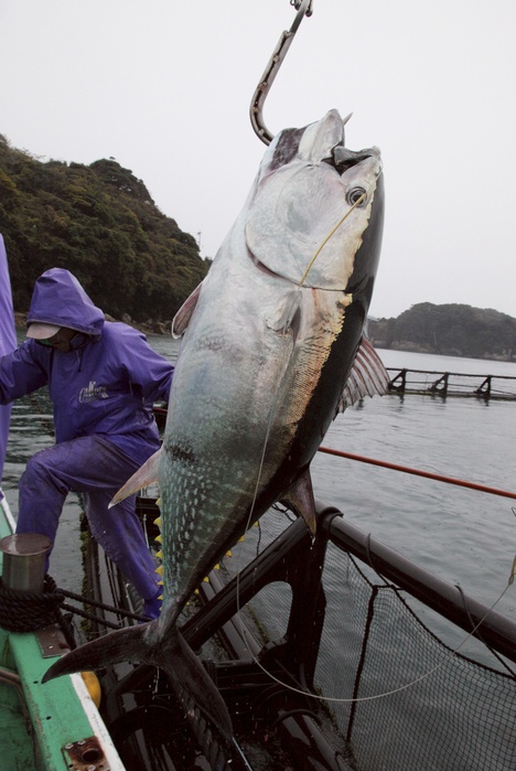 Farmed bluefin tuna raised from a cage at the Oshima Experimental Station of the Fisheries Laboratory of Kindai University   Kushimoto Town, Wakayama Bluefin tuna caught from a boat at the Oshima Research Station of Kindai Fisheries Laboratory in Kushimoto Town, Wakayama Prefecture, Japan.