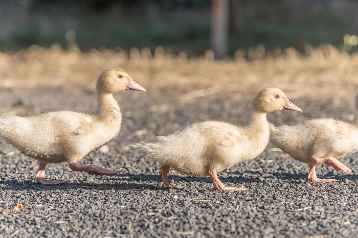 Duck chicks family walking together on farm. Duck chicks family walking together on farm., by Zoonar christian d 