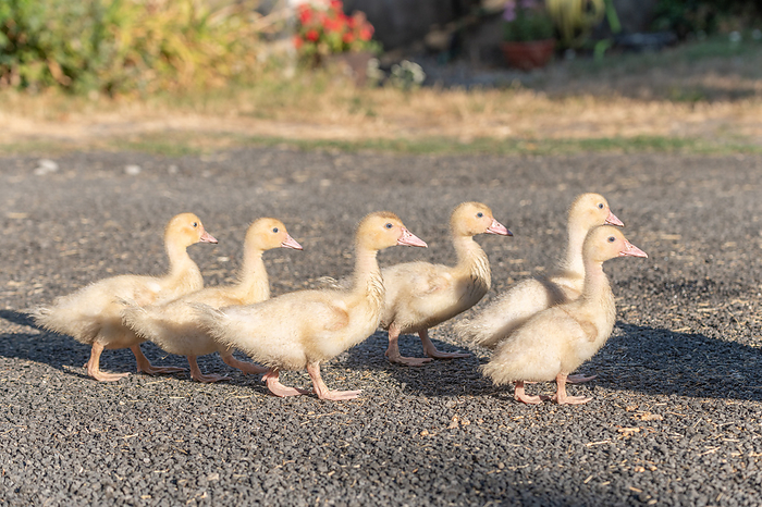 Duck chicks family walking together on farm. Duck chicks family walking together on farm., by Zoonar christian d 