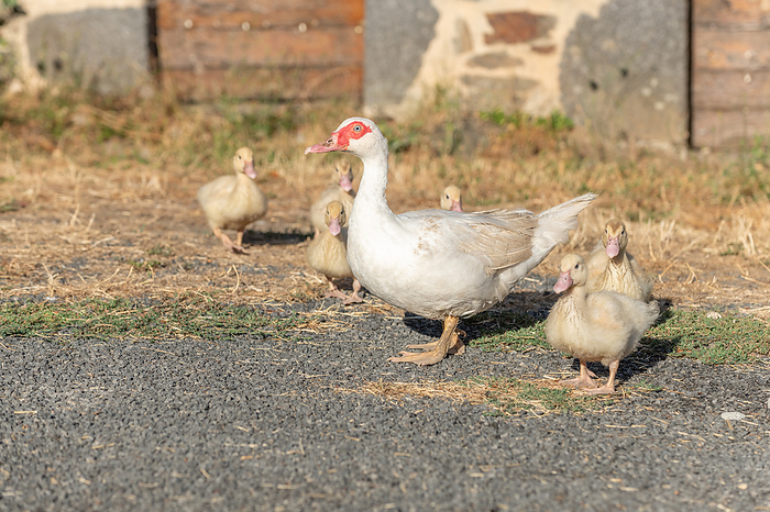 White duck female followed by her chicks on farm. White duck female followed by her chicks on farm., by Zoonar christian d 