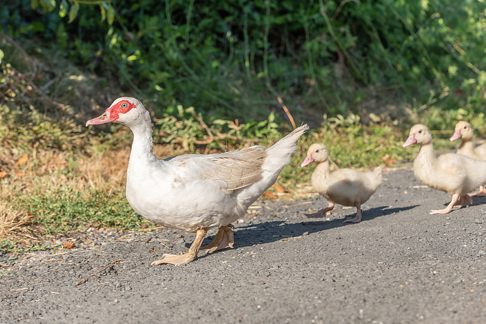 White duck female followed by her chicks on farm. White duck female followed by her chicks on farm., by Zoonar christian d 