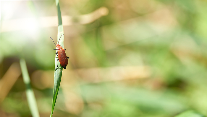 a red cardinal beetle, Pyrochroa serraticornis, climbing on a blade of grass a red cardinal beetle, Pyrochroa serraticornis, climbing on a blade of grass, by Zoonar HEIKO KUEVERL