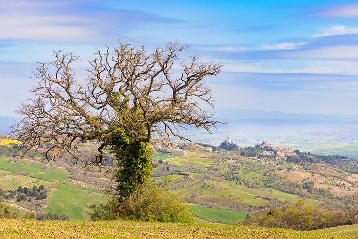 Solitary tree in Tuscany Solitary tree in Tuscany, by Zoonar Dirk Rueter