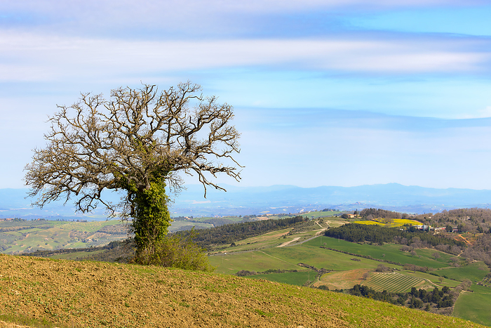 Solitary trees in Tuscany Solitary trees in Tuscany, by Zoonar Dirk Rueter