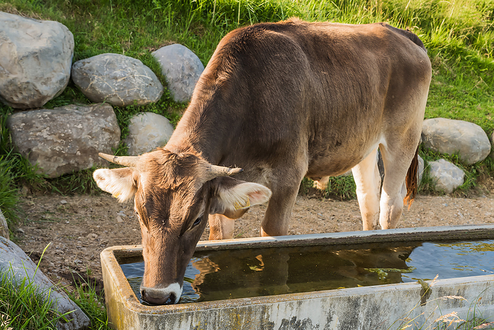 Cow drinks from watering trough Cow drinks from watering trough, by Zoonar Conny Pokorny