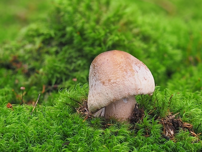 Blusher mushroom, amanita rubescens, Blusher mushroom, amanita rubescens,, by Zoonar Rudolf Bindig