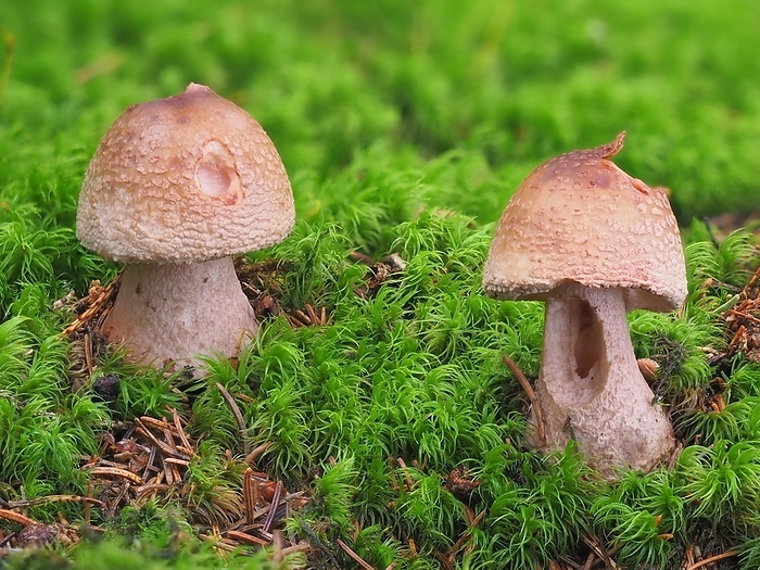 Blusher mushroom, amanita rubescens, Blusher mushroom, amanita rubescens,, by Zoonar Rudolf Bindig