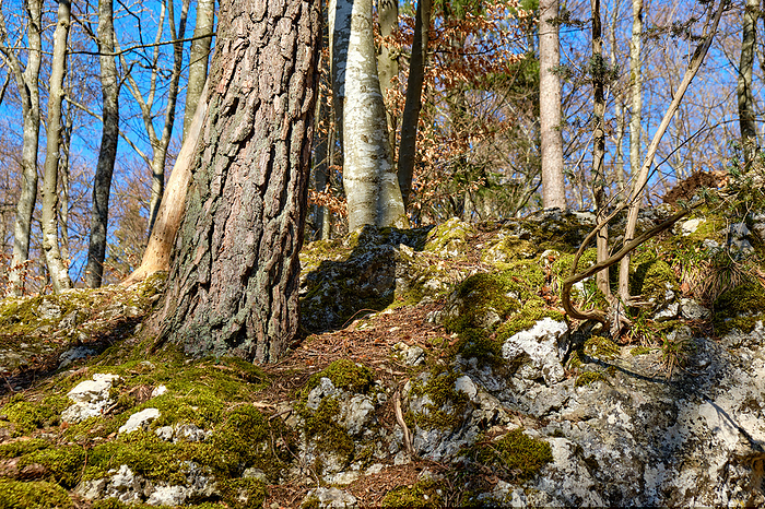 Tree Trunks and Rocks Tree Trunks and Rocks, by Zoonar Ullrich Gnoth