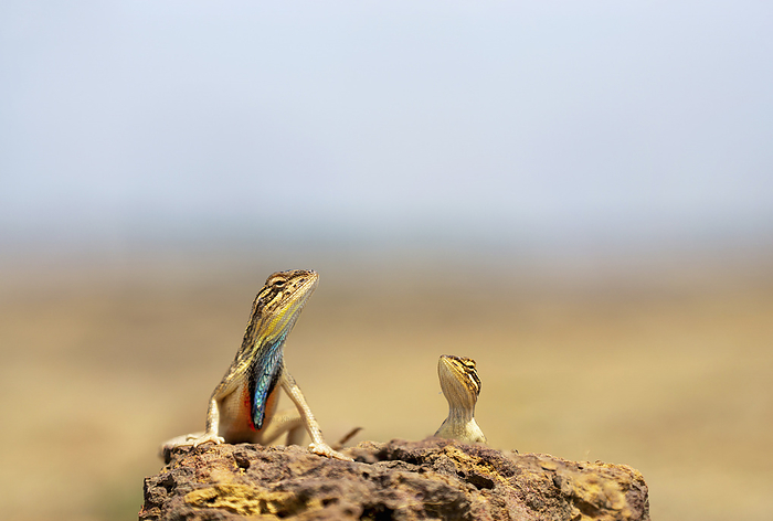Sarada superba, the superb large fan throated lizard, is a species of agamid lizard found in Maharashtra, India Sarada superba, the superb large fan throated lizard, is a species of agamid lizard found in Maharashtra, India, by Zoonar RealityImages