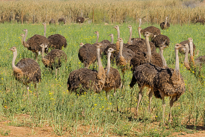 Ostriches  Struthio camelus  on an ostrich farm Ostriches  Struthio camelus  on an ostrich farm, by Zoonar Nico Smit