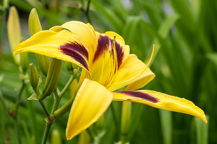Day lily, Hemerocallis Day lily, Hemerocallis, by Zoonar Alexander Lud