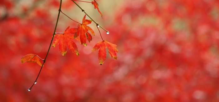Vivid maple landscape on a rainy day, maple leaves, late fall garden foliage