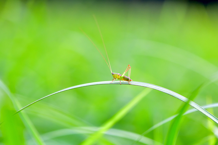 Kanagawa Prefecture Grasshopper in the grass