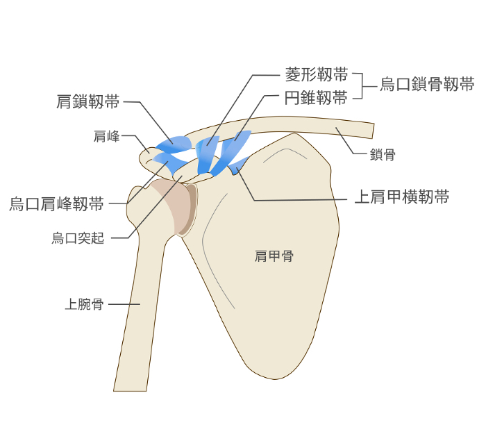 Anatomy of the scapular ligament and scapula