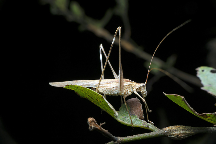 Adult Grey bush cricket, Platycleis albopunctata, Satara, Maharashtra, India , by Zoonar/RealityImages