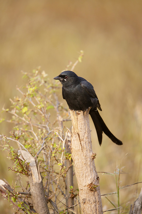 Black drongo, Dicrurus macrocercus, Satara, Maharashtra, India , by Zoonar/RealityImages