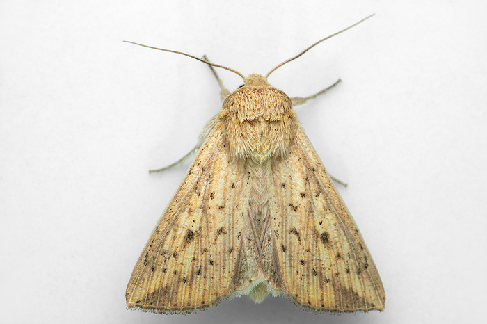 Silk moth species, Satara, Maharashtra, India Silk moth species, Satara, Maharashtra, India, by Zoonar RealityImages