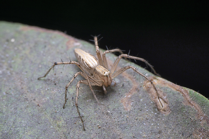 Grey lynx spider , Oxyopes gracilipes, Satara, Maharashtra, India , by Zoonar/RealityImages