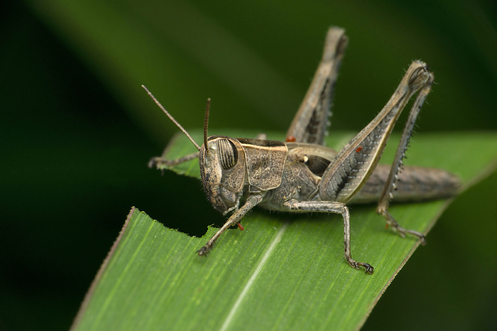 Parasitic mites on American grasshopper, Schistocerca americana, Satara, Maharashtra, India Parasitic mites on American grasshopper, Schistocerca americana, Satara, Maharashtra, India, by Zoonar RealityImages