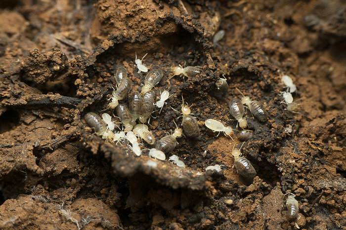 Termites also known as white ants., Satara, Maharashtra, India Termites also known as white ants., Satara, Maharashtra, India, by Zoonar RealityImages