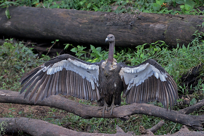 White rumped vulture, Gyps bengalensis, Kabini, Karnataka, India White rumped vulture, Gyps bengalensis, Kabini, Karnataka, India, by Zoonar RealityImages