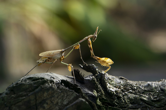 Indian wandering voilin mantis, Gongylus gongylodes, Satara, Maharashtra, India Indian wandering voilin mantis, Gongylus gongylodes, Satara, Maharashtra, India, by Zoonar RealityImages
