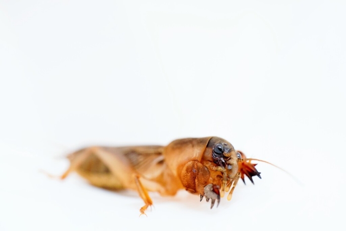 An insect called brown kera craning its neck against a white background