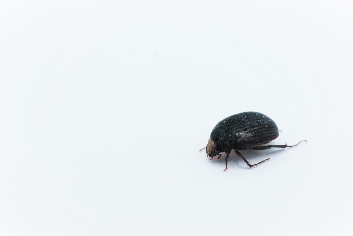 Small white-backed beetle with black velvety microhairs, Bilourd's beetle.
