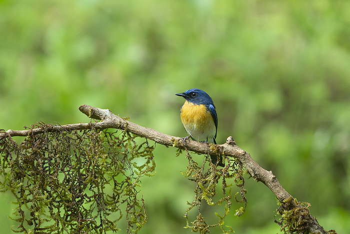 Tickell s blue flycatcher, Cyornis tickelliae, Karnataka, India Tickell s blue flycatcher, Cyornis tickelliae, Karnataka, India, by Zoonar RealityImages